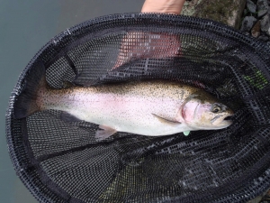 朝霞ガーデン 釣果