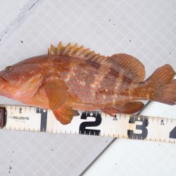 Aquanaut（アクアノート） 釣果