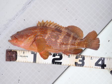 Aquanaut（アクアノート） 釣果