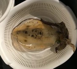 さぶろう丸 釣果