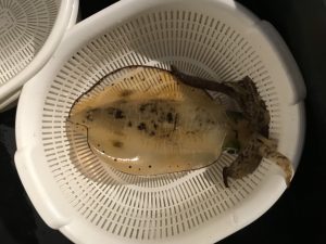 さぶろう丸 釣果