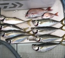 さぶろう丸 釣果