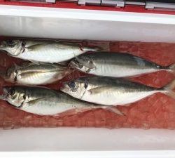 さぶろう丸 釣果