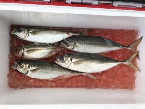 さぶろう丸 釣果