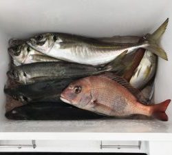 さぶろう丸 釣果