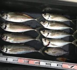 さぶろう丸 釣果