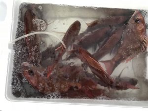 さぶろう丸 釣果