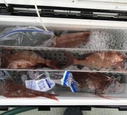 さぶろう丸 釣果