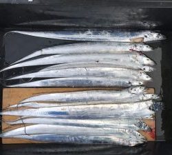 さぶろう丸 釣果