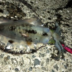 佐賀県 10月エギング釣行記　【ゆう10氏連載 vol.4】