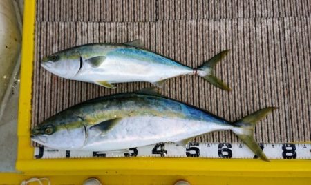 火遠理丸（ほおりまる） 釣果