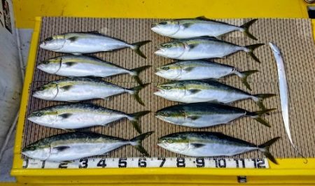 火遠理丸（ほおりまる） 釣果