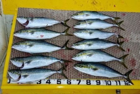 火遠理丸（ほおりまる） 釣果