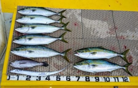 火遠理丸（ほおりまる） 釣果