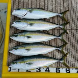 火遠理丸（ほおりまる） 釣果