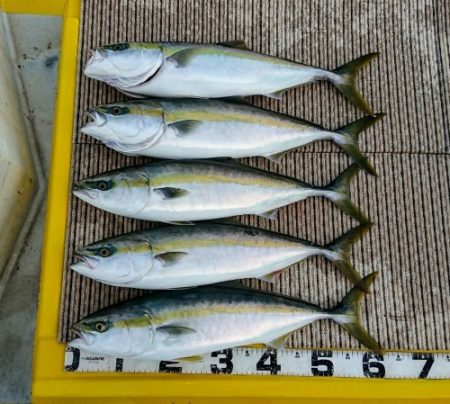 火遠理丸（ほおりまる） 釣果