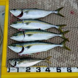 火遠理丸（ほおりまる） 釣果