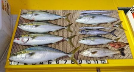 火遠理丸（ほおりまる） 釣果