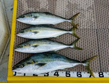 火遠理丸（ほおりまる） 釣果