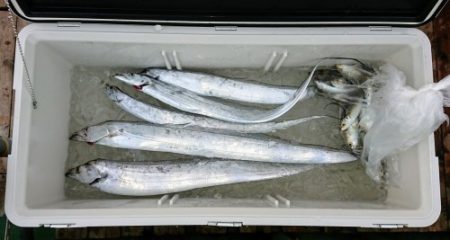 火遠理丸（ほおりまる） 釣果