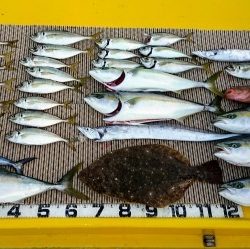 火遠理丸（ほおりまる） 釣果