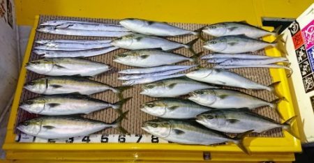 火遠理丸（ほおりまる） 釣果