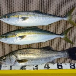 火遠理丸（ほおりまる） 釣果