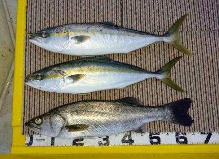 火遠理丸（ほおりまる） 釣果