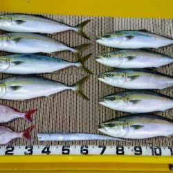 火遠理丸（ほおりまる） 釣果