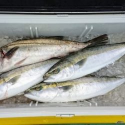 火遠理丸（ほおりまる） 釣果