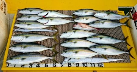 火遠理丸（ほおりまる） 釣果