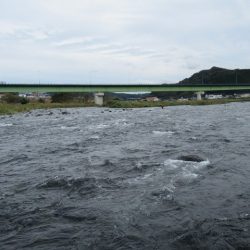 狩野川(狩野川漁業協同組合) 釣果