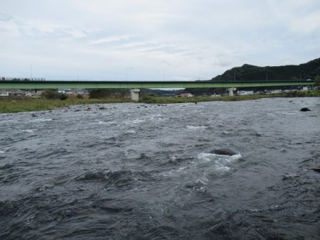 狩野川（狩野川漁業協同組合） 釣果