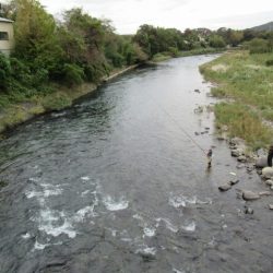 狩野川(狩野川漁業協同組合) 釣果