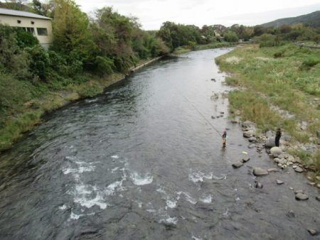 狩野川(狩野川漁業協同組合) 釣果
