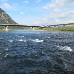 狩野川(狩野川漁業協同組合) 釣果
