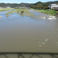 狩野川(狩野川漁業協同組合) 釣果