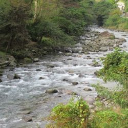 狩野川(狩野川漁業協同組合) 釣果