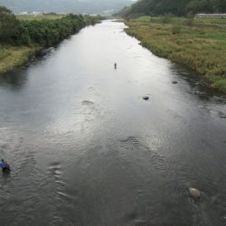 狩野川(狩野川漁業協同組合) 釣果