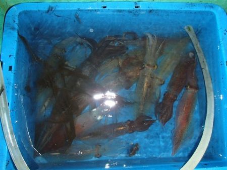 第二むつ漁丸 釣果