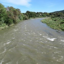 狩野川(狩野川漁業協同組合) 釣果