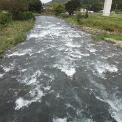 狩野川(狩野川漁業協同組合) 釣果