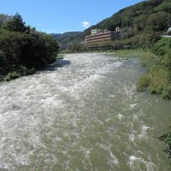 狩野川(狩野川漁業協同組合) 釣果