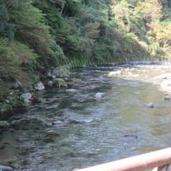 狩野川(狩野川漁業協同組合) 釣果