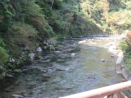 狩野川(狩野川漁業協同組合) 釣果