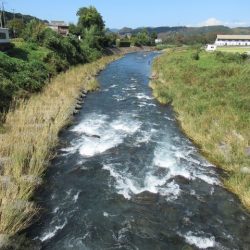 狩野川(狩野川漁業協同組合) 釣果