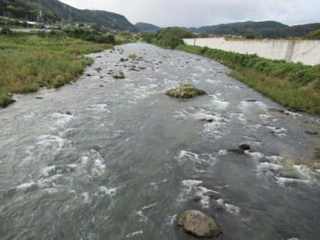 狩野川(狩野川漁業協同組合) 釣果