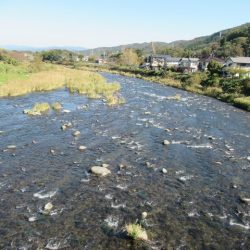 狩野川(狩野川漁業協同組合) 釣果