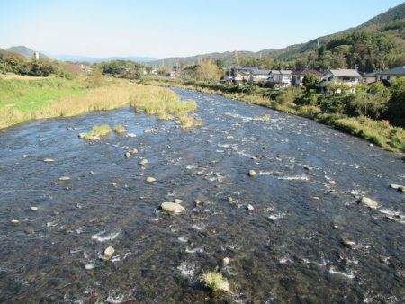 狩野川(狩野川漁業協同組合) 釣果