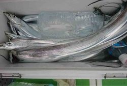 久里浜黒川本家 釣果